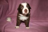 BORDER COLLIE 1299